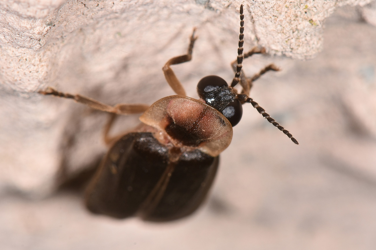 Lampyridae: Lampyris sp?  S, Lampyris fuscata